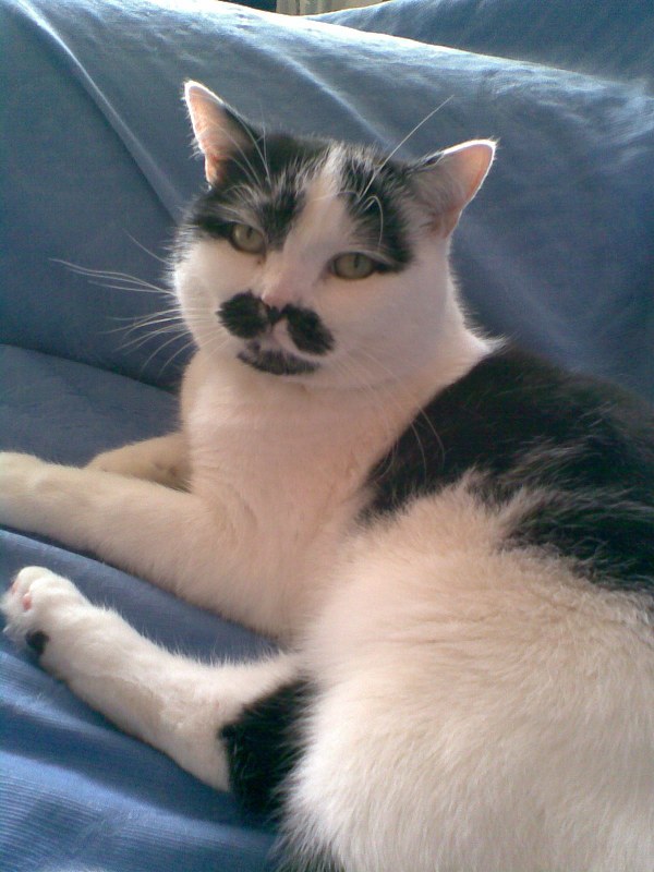 Kater Gismo findet es gemuetlich